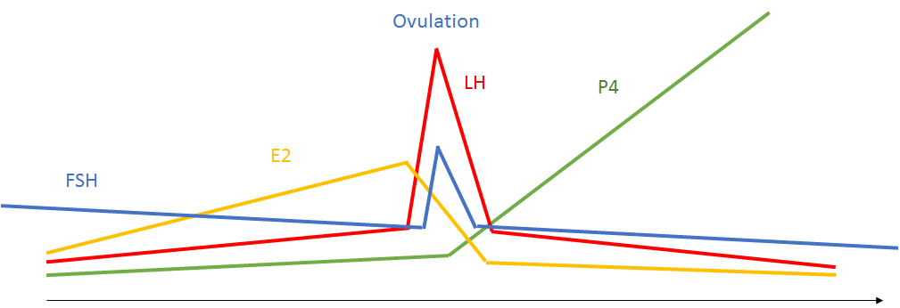 Figure 1. Current ovulation paradigm