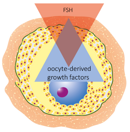 Figure 6. Oocyte and FSH competes for the control over granulosa cells