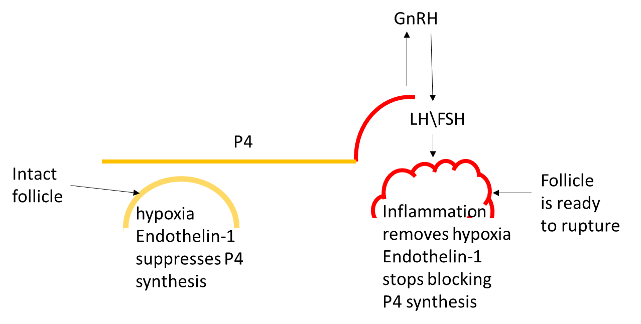 Figure 8. As the growing follicle reaches its maximum size (determined by the speed of the follicle growth, ovarian cortex elasticity and other factors), it inflames, removing hypoxia and blocking endothelin 1, which removes the block for progesterone synthesis, leading to precipitous rise of the progesterone in circulation.